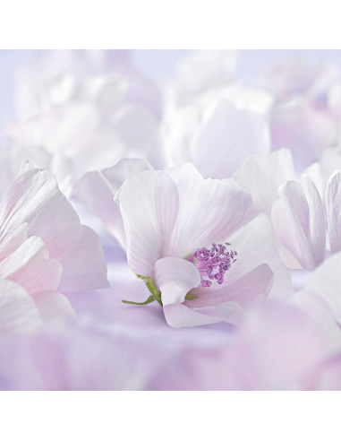 crema-facial-malva-blanca-weleda-6.jpg – Sello NATRUE y apto vegano.