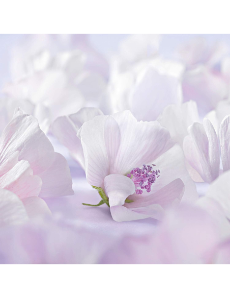 crema-facial-malva-blanca-weleda-6.jpg – Sello NATRUE y apto vegano.