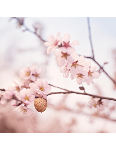 Compra Aceite para Masaje Perineal - WELEDA |Nappy