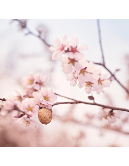 Compra Aceite para Masaje Perineal - WELEDA |Nappy